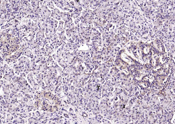 CRIM1 antibody