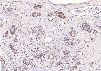 CRIM1 antibody