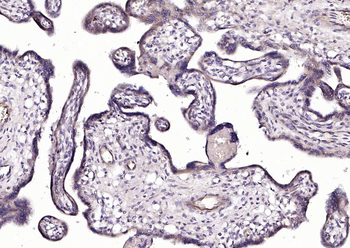 CRIM1 antibody