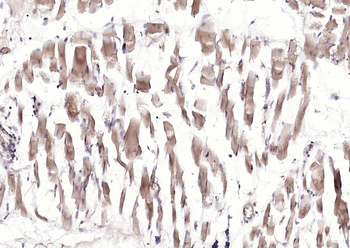 CRIM1 antibody