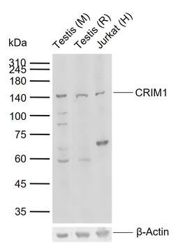 CRIM1 antibody