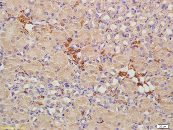 CRIM1 antibody