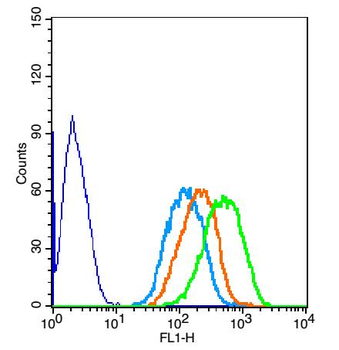 SYVN1 antibody