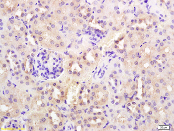 SYVN1 antibody