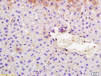 SYVN1 antibody