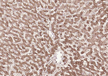 SYVN1 antibody