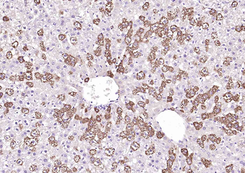 SYVN1 antibody