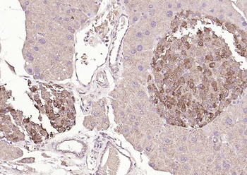 SYVN1 antibody