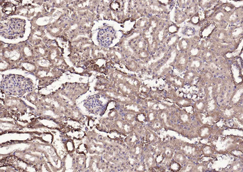 SYVN1 antibody