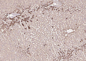 SYVN1 antibody