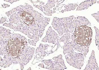 SYVN1 antibody