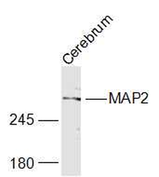 MAP2 antibody