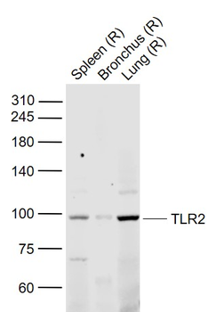 TLR2 antibody