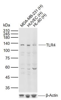 TLR4 antibody