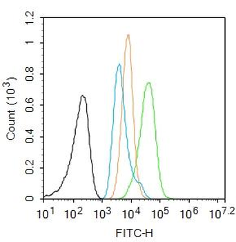 p53 (acetyl-Lys382) antibody