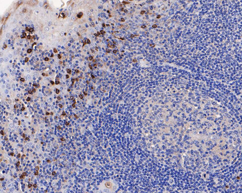 CD63 antibody