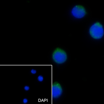 CD13 antibody