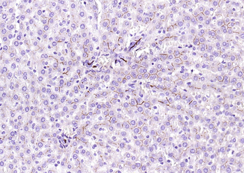 CD13 antibody