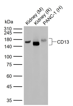 CD13 antibody