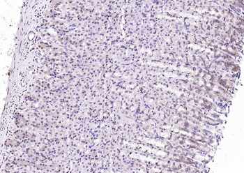 SPHK2 antibody