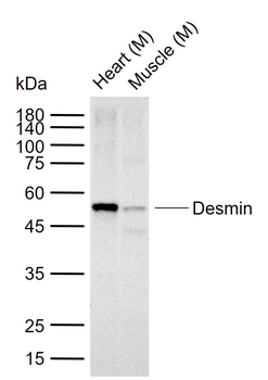 Desmin antibody