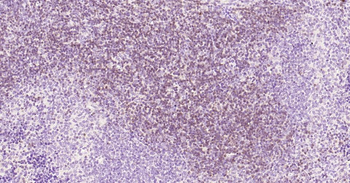 CD3E antibody