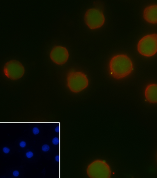 PAX5 antibody