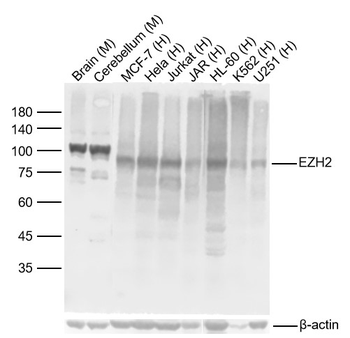 EZH2 antibody