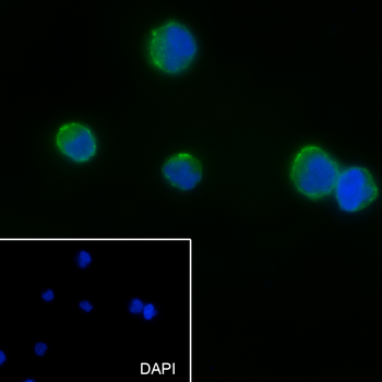 CD19 antibody