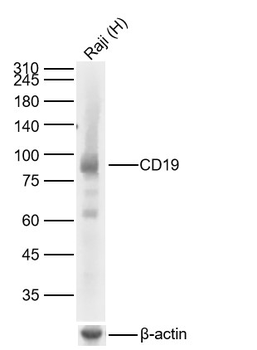 CD19 antibody