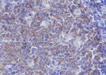 CD19 antibody