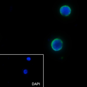 GSTP1 antibody