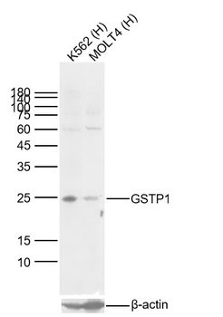 GSTP1 antibody