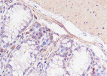 Calponin-1 antibody