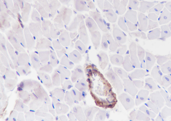 Calponin-1 antibody