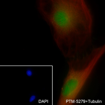 XRCC5/Ku80 antibody