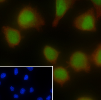 SOX-10 antibody