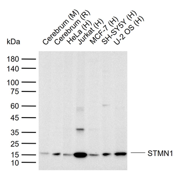 STMN1 antibody