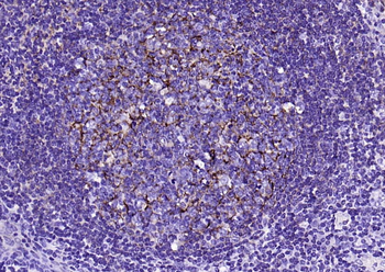 CD21 antibody