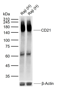 CD21 antibody