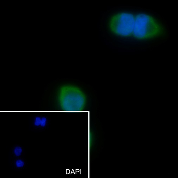 LYPD3 antibody