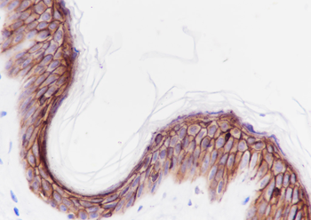 LYPD3 antibody