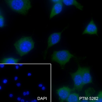 HLA-DPA1 antibody