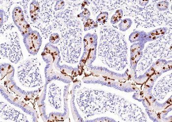 MUC2 antibody