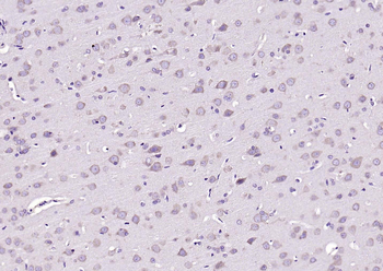 WNT10B antibody