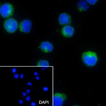 CD22 antibody