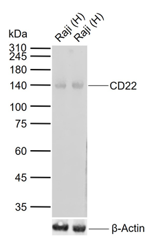 CD22 antibody