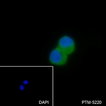 TNS4 antibody