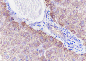 TNS4 antibody