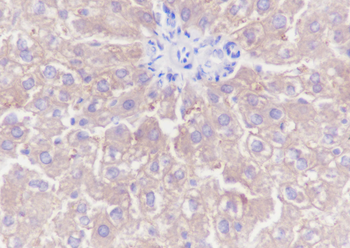 TNS4 antibody